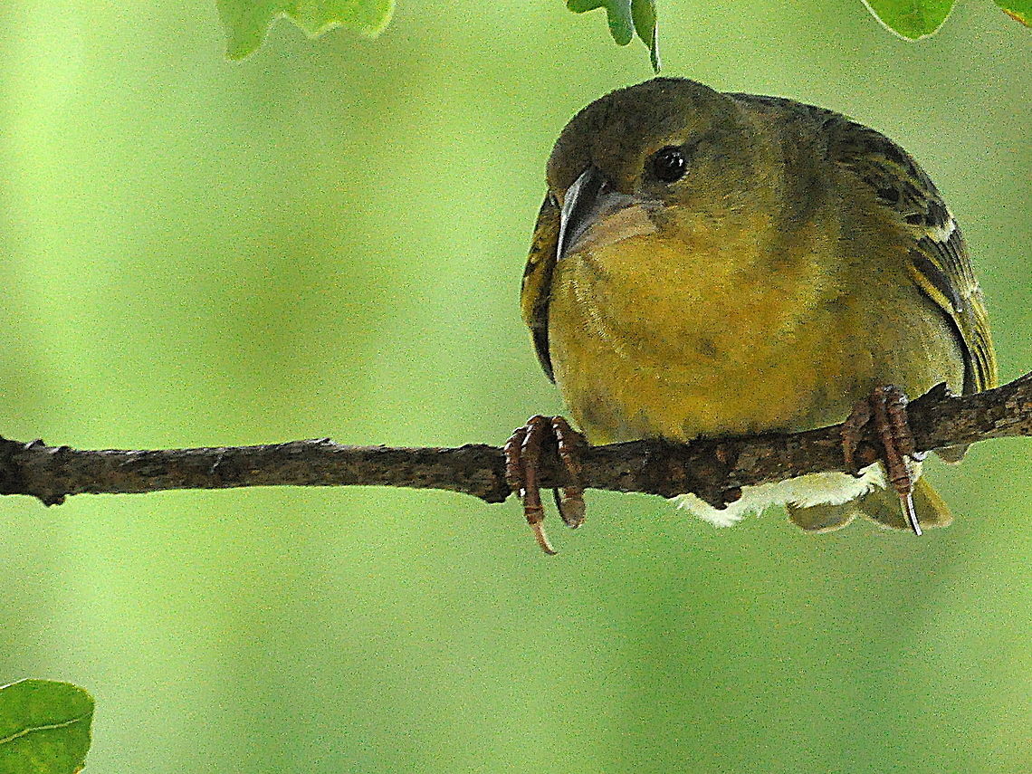 Cape_Weaver3  Cape Weaver,Ploceus capensis,South Africa