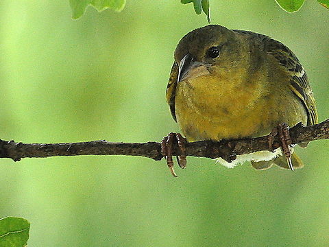 Cape_Weaver3  Cape Weaver,Ploceus capensis,South Africa