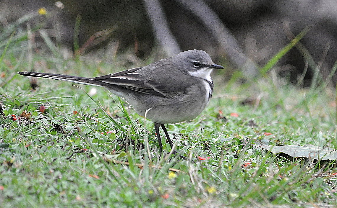 Cape_Wagtail1  Cape Wagtail,Motacilla capensis,South Africa