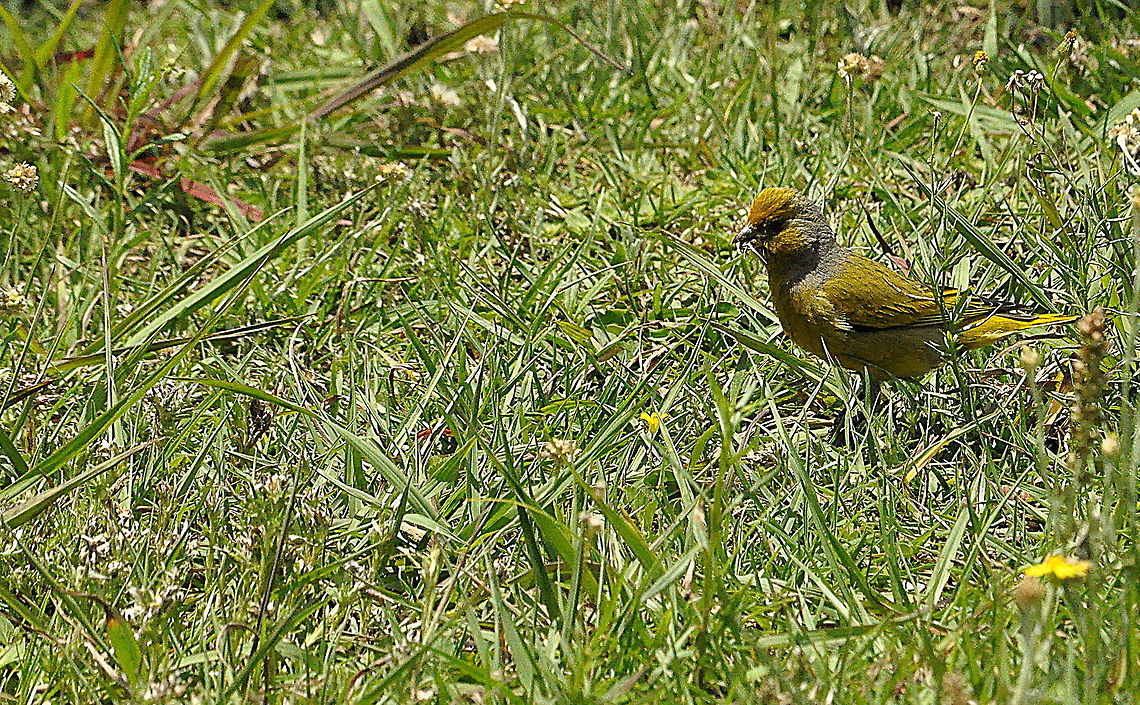 Cape_Canary1  Cape Canary,Serinus canicollis,South Africa