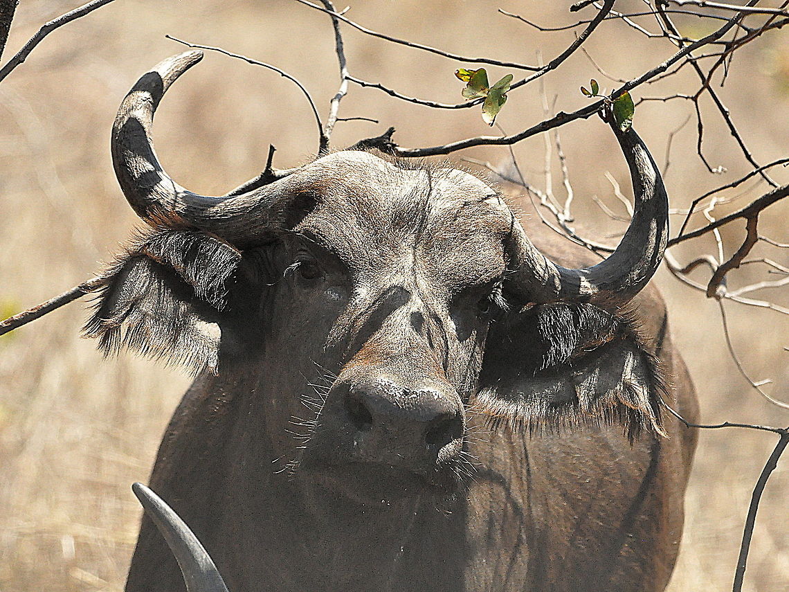 Buffalo1  African buffalo,South Africa,Syncerus caffer