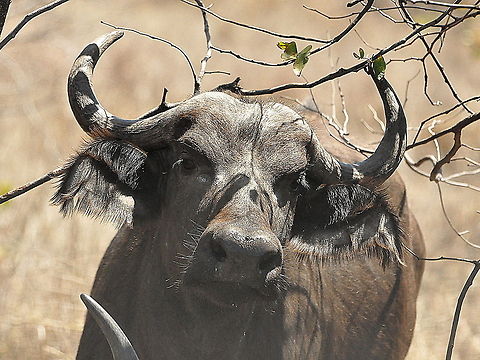 Buffalo1  African buffalo,South Africa,Syncerus caffer