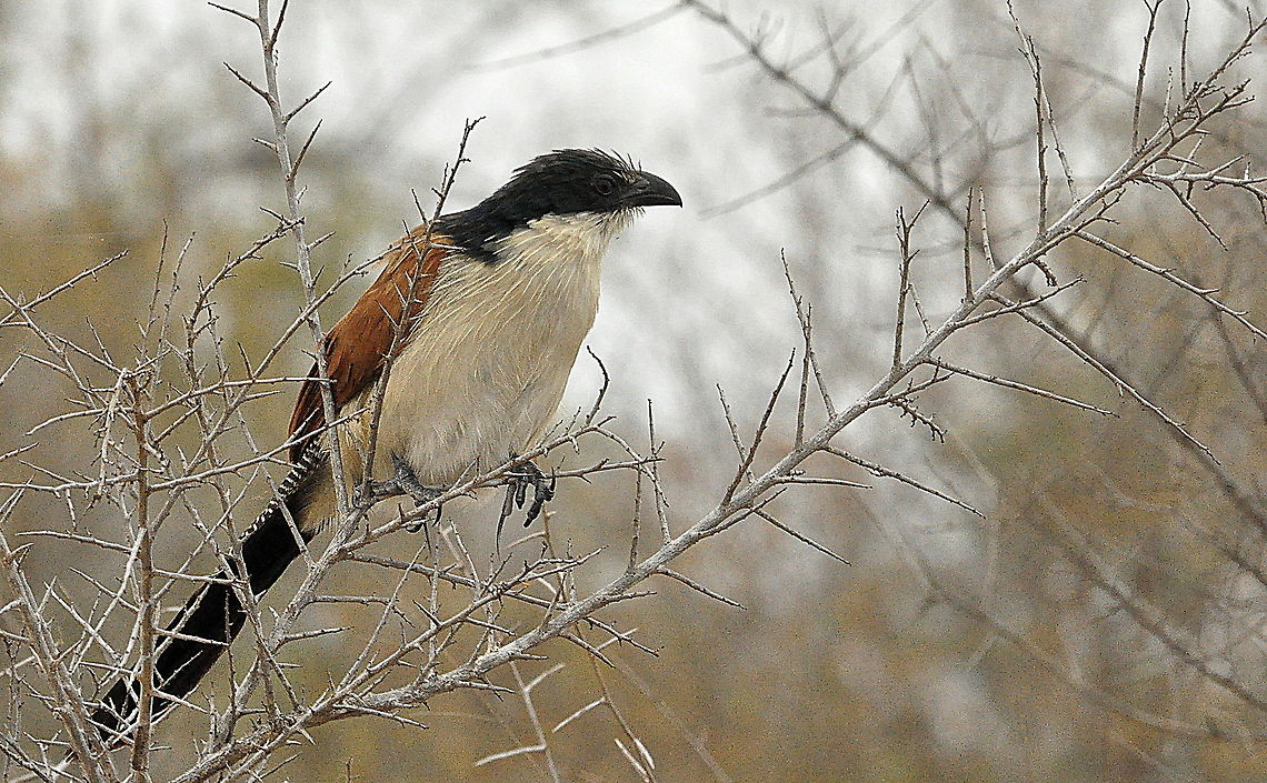 Burchells_Coucal1  Centropus burchellii - Burchell's Coucal