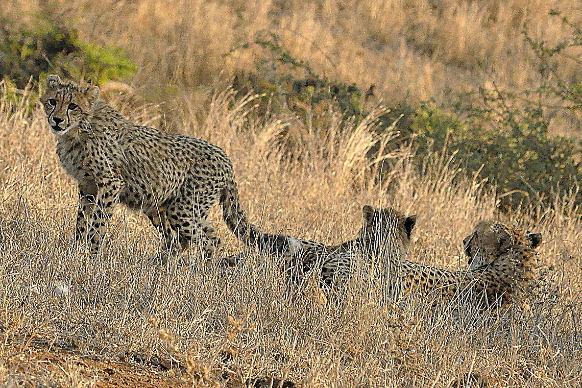 Cheetah_family-take_it_easy_junior!!_v1  Acinonyx jubatus,Cheetah,South Africa