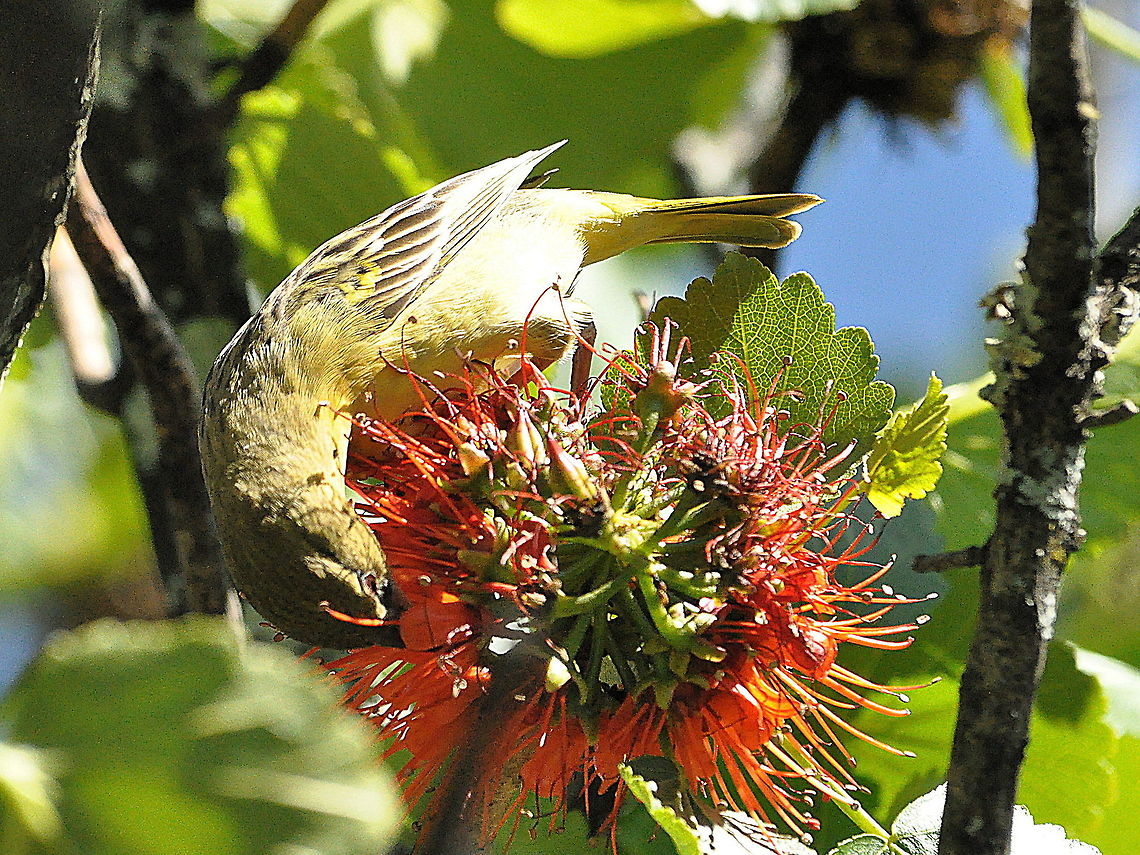 Cape_White-Eye4  Cape White-eye,South Africa,Zosterops pallidus