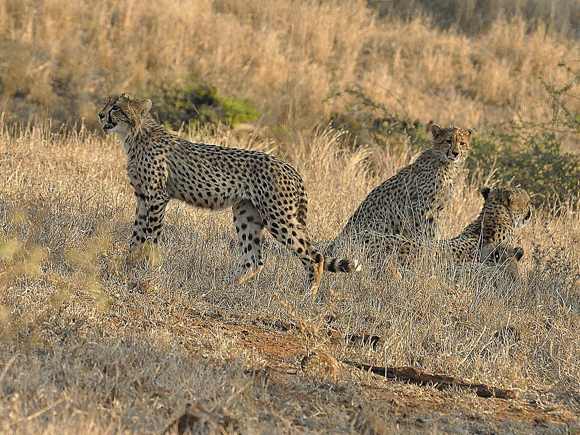 Cheetah_family-looking_for_trouble  Acinonyx jubatus,Cheetah,South Africa