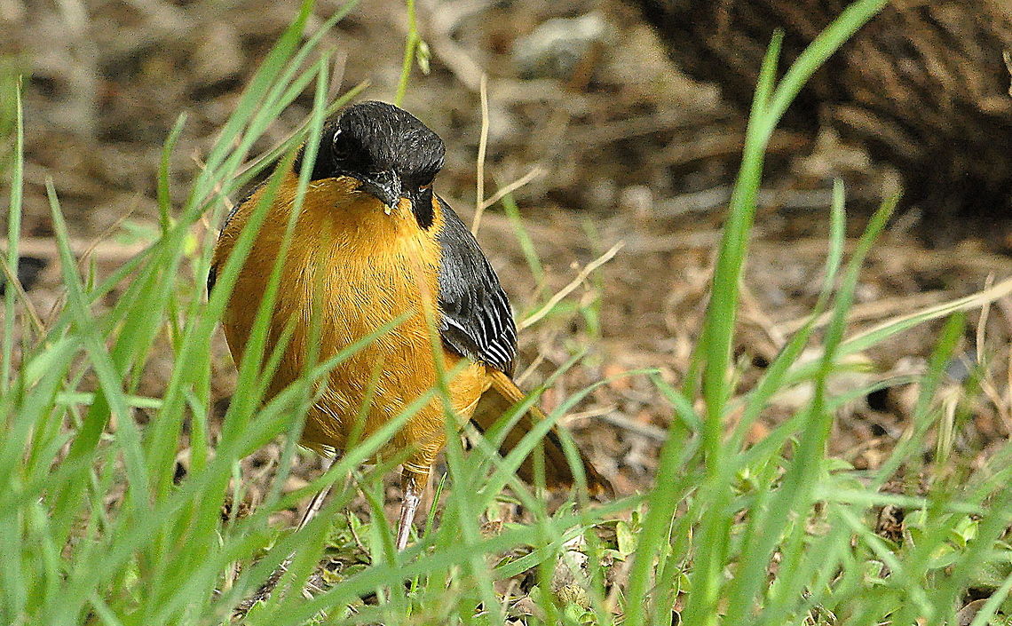 Chorister_Robin-Chat1  Chorister Robin-Chat,Cossypha dichroa,Geotagged,South Africa,Spring