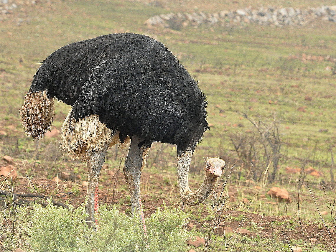 Common_Ostrich3  Geotagged,Ostrich,South Africa,Spring,Struthio camelus