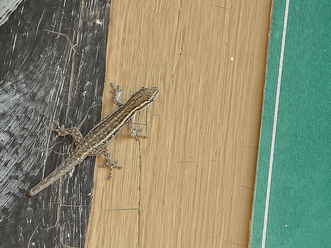 Common_Dwarf_Gecko1  Cape Dwarf Gecko,Geotagged,Lygodactylus capensis,South Africa,Spring