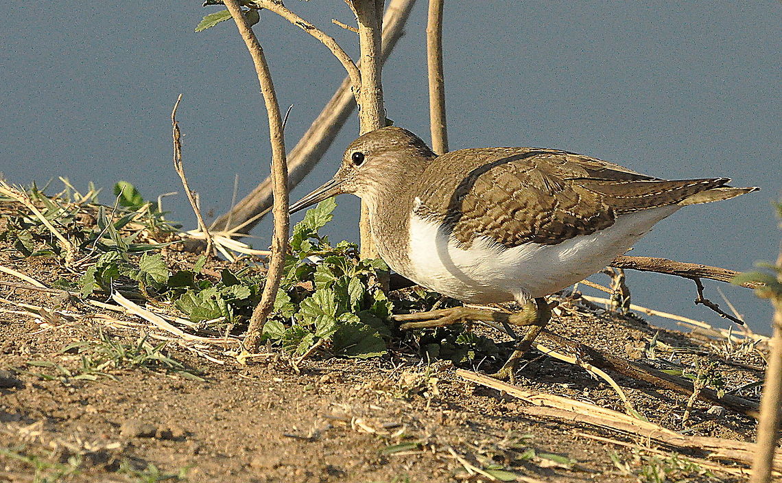 Common_Sandpiper1  Actitis hypoleucos,Common sandpiper,Geotagged,South Africa,Spring