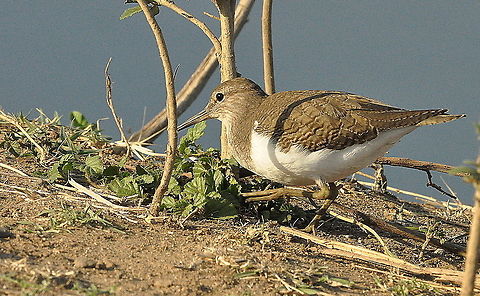 Common_Sandpiper1  Actitis hypoleucos,Common sandpiper,Geotagged,South Africa,Spring