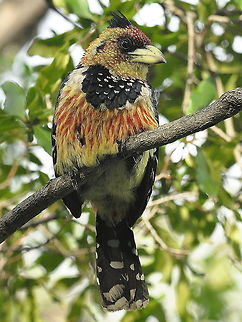 Crested_Barbet3  Crested Barbet,Geotagged,South Africa,Spring,Trachyphonus vaillantii
