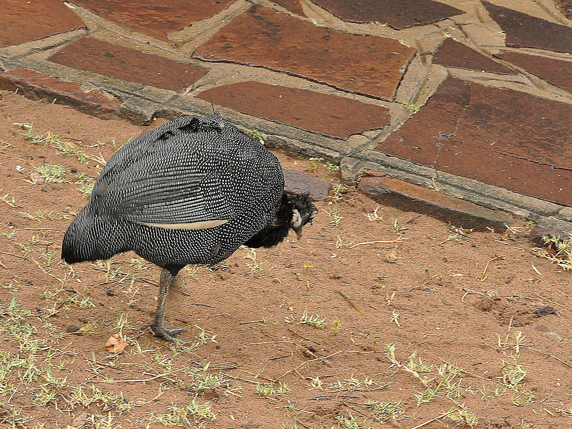 Crested_Guineafowl1  Crested Guineafowl,Geotagged,Guttera pucherani,South Africa,Spring