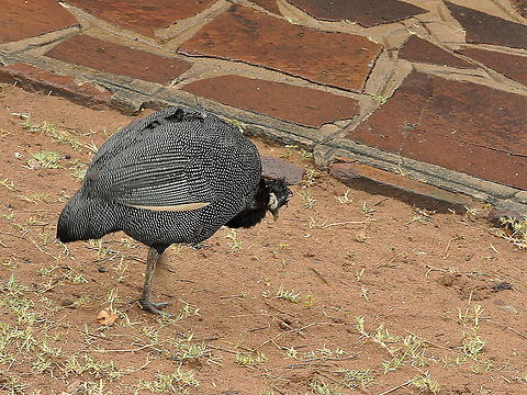 Crested_Guineafowl1  Crested Guineafowl,Geotagged,Guttera pucherani,South Africa,Spring