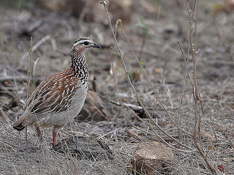 Crested_Francolin1  Crested Francolin,Dendroperdix sephaena,Geotagged,South Africa,Spring