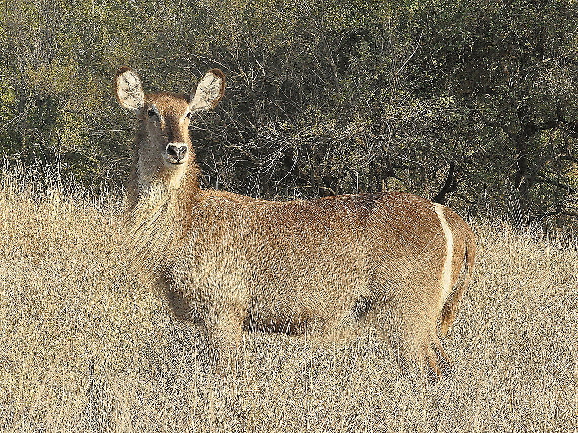 Common_Waterbuck-female3  Geotagged,Kobus ellipsiprymnus,South Africa,Spring,Waterbuck