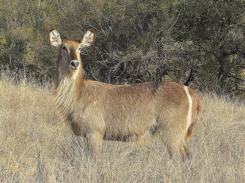 Common_Waterbuck-female3  Geotagged,Kobus ellipsiprymnus,South Africa,Spring,Waterbuck