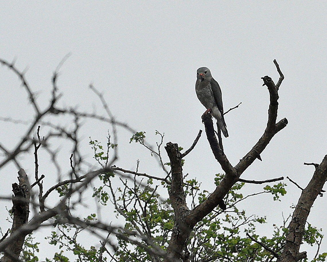 Dark_Chanting_Goshawk1  Dark Chanting Goshawk,Geotagged,Melierax metabates,South Africa,Spring