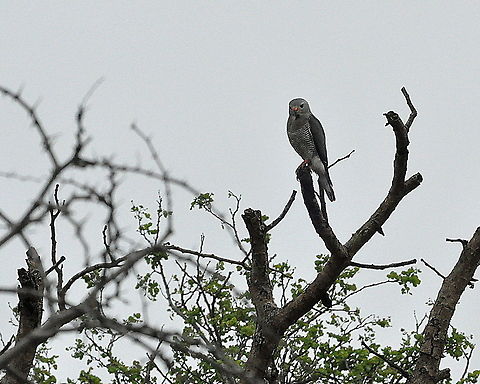 Dark_Chanting_Goshawk1  Dark Chanting Goshawk,Geotagged,Melierax metabates,South Africa,Spring