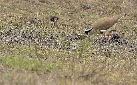 Crowned_Lapwing1  Crowned Lapwing,Geotagged,South Africa,Spring,Vanellus coronatus
