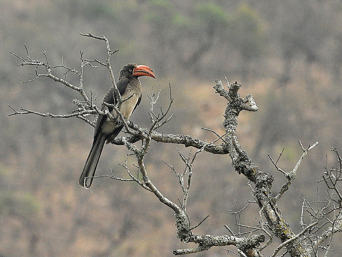 Crowned_Hornbill1  Crowned Hornbill,Geotagged,South Africa,Spring,Tockus alboterminatus