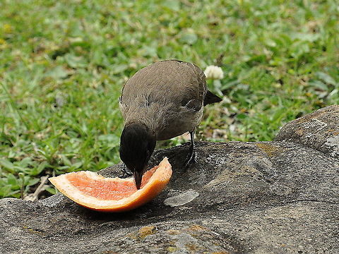 Dark-capped_Bulbul-grapefruit_yum_yum  Common Bulbul,Geotagged,Pycnonotus barbatus,South Africa,Spring