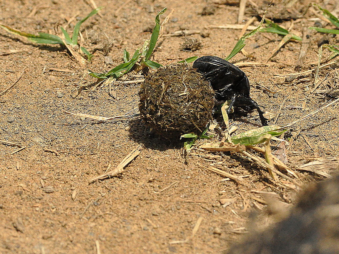 Dung Beetle  Dung Beetle,Geotagged,South Africa,Spring