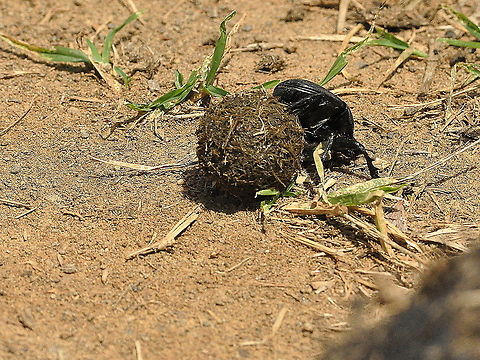 Dung Beetle  Dung Beetle,Geotagged,South Africa,Spring