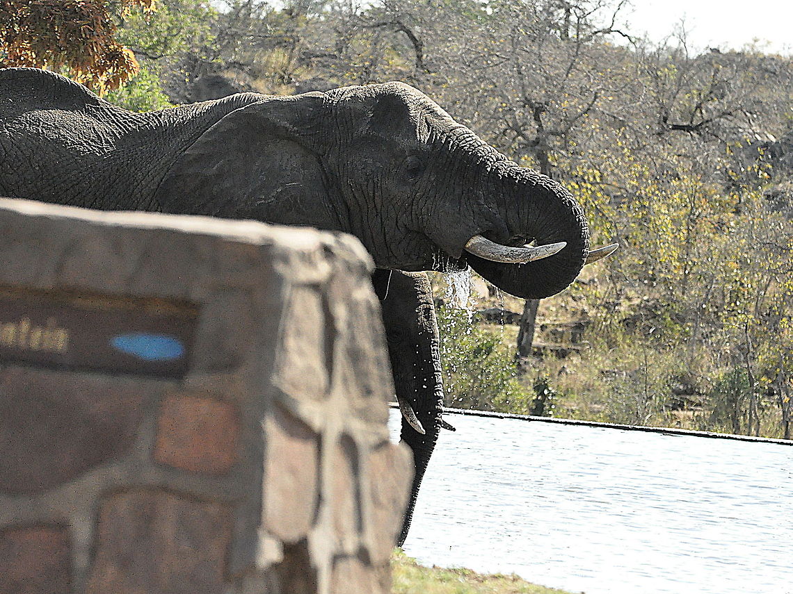 Elephant3  African bush elephant,Geotagged,Loxodonta africana,South Africa,Spring