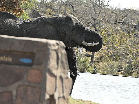 Elephant3  African bush elephant,Geotagged,Loxodonta africana,South Africa,Spring