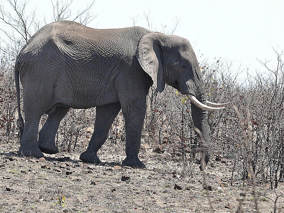 Elephant1  African bush elephant,Geotagged,Loxodonta africana,South Africa,Spring