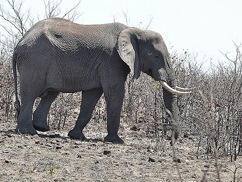 Elephant1  African bush elephant,Geotagged,Loxodonta africana,South Africa,Spring