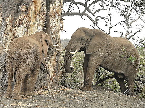 Elephant4  African bush elephant,Geotagged,Loxodonta africana,South Africa,Spring