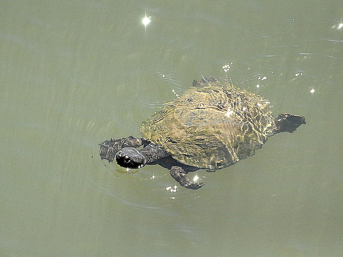 Hinged_Terrapin-Punda_Maria  East African black mud turtle,Geotagged,Pelusios subniger,South Africa,Spring