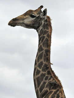Giraffe  Geotagged,Giraffa camelopardalis,Giraffe,South Africa,Spring