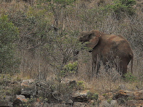 Elephant7  African bush elephant,Geotagged,Loxodonta africana,South Africa,Spring
