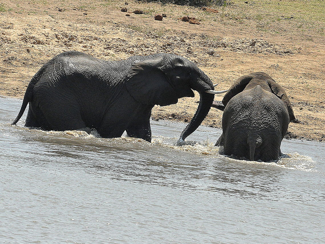 Elephants at war - ha ha you lose!  African bush elephant,Geotagged,Loxodonta africana,South Africa,Spring
