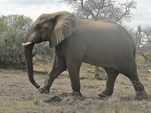 Elephant6  African bush elephant,Geotagged,Loxodonta africana,South Africa,Spring