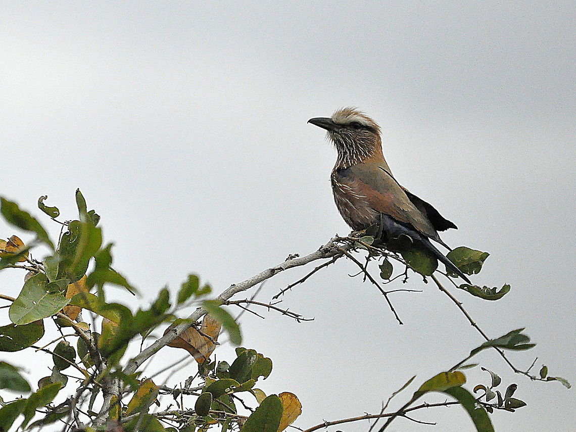 Purple_Roller  Coracias naevius,Geotagged,Purple Roller,South Africa,Spring