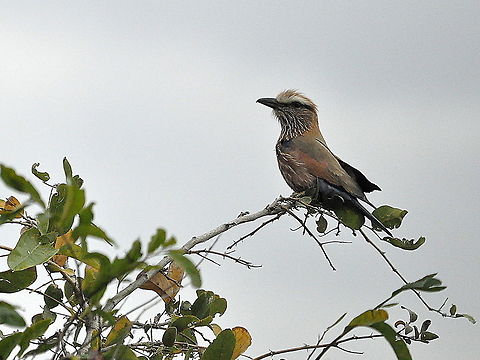 Purple_Roller  Coracias naevius,Geotagged,Purple Roller,South Africa,Spring