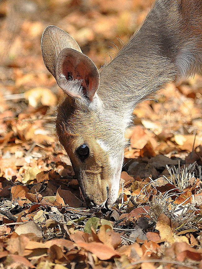 Impala1  Aepyceros melampus,Geotagged,Impala,South Africa,Spring