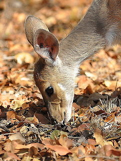 Impala1  Aepyceros melampus,Geotagged,Impala,South Africa,Spring