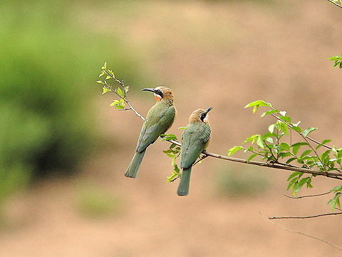 White-fronted Bee-eater  Fall,Geotagged,Merops bullockoides,South Africa,Spring,Swaziland,White-fronted Bee-Eater