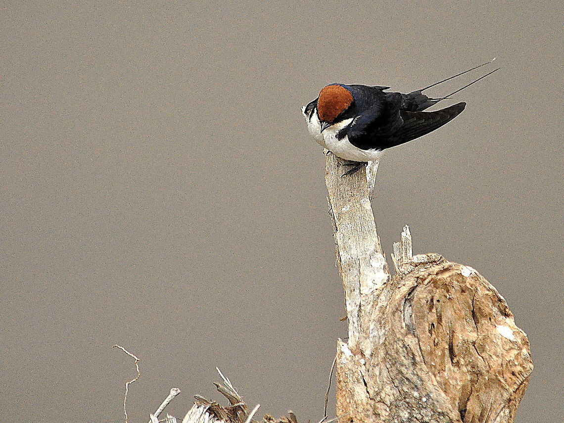 Wire-Tailed_Swallow2  Hirundo smithii,South Africa,Wire-tailed Swallow
