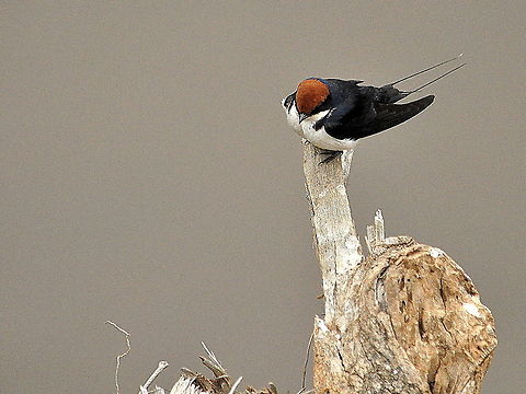 Wire-Tailed_Swallow2  Hirundo smithii,South Africa,Wire-tailed Swallow