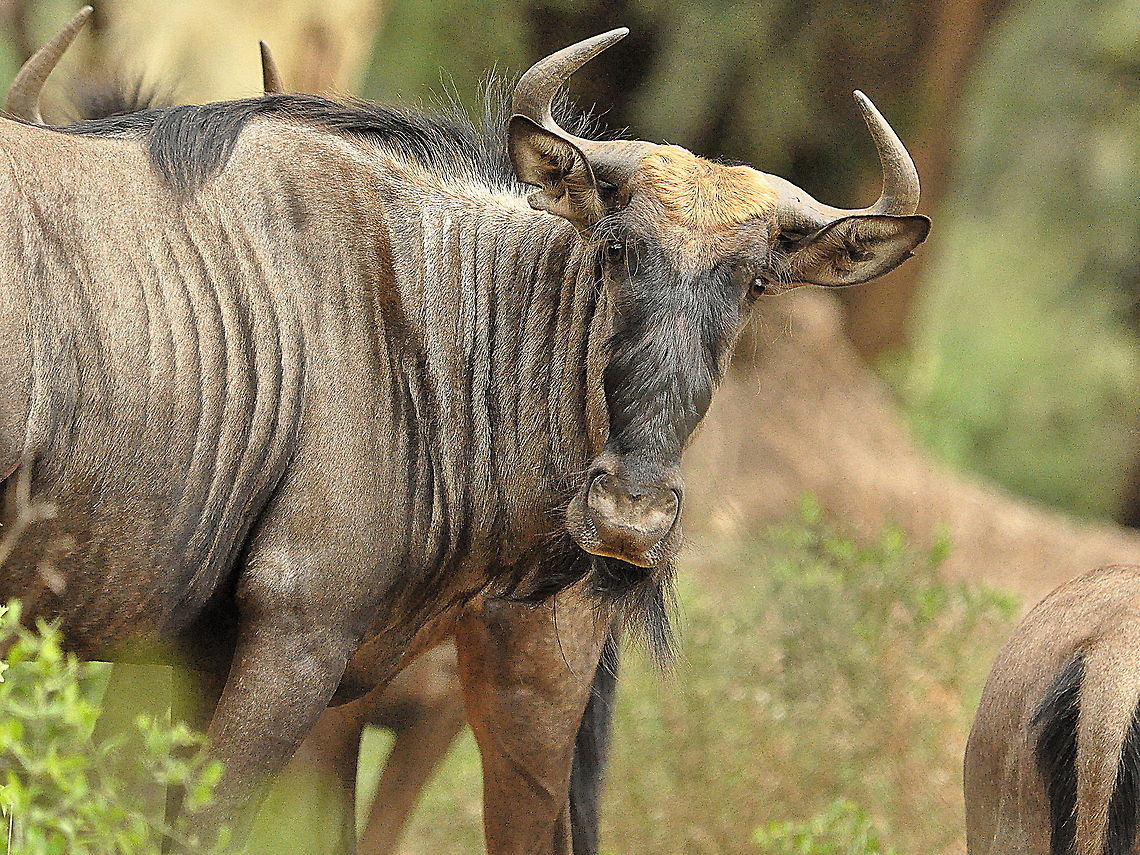 Wildebeest2  Blue wildebeest,Connochaetes taurinus,South Africa