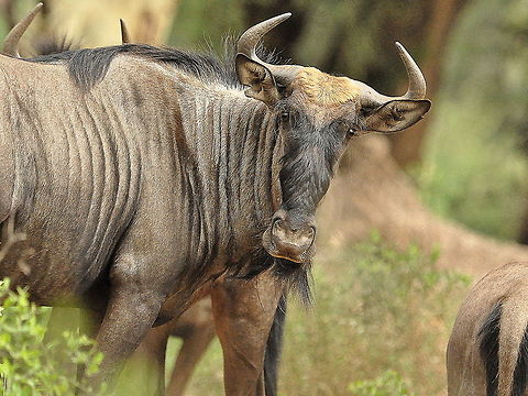 Wildebeest2  Blue wildebeest,Connochaetes taurinus,South Africa