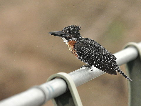 Giant_Kingfisher3  Giant Kingfisher,Megaceryle maxima,South Africa
