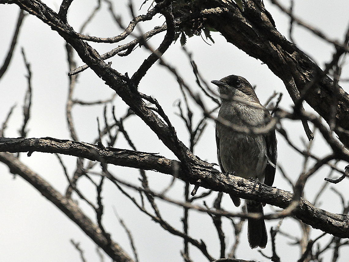 Fiscal_Flycatcher-female  Fiscal Flycatcher,Sigelus silens,South Africa