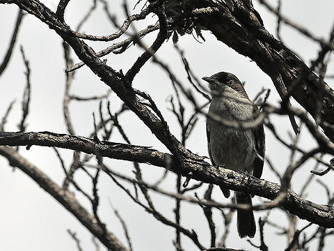 Fiscal_Flycatcher-female  Fiscal Flycatcher,Sigelus silens,South Africa